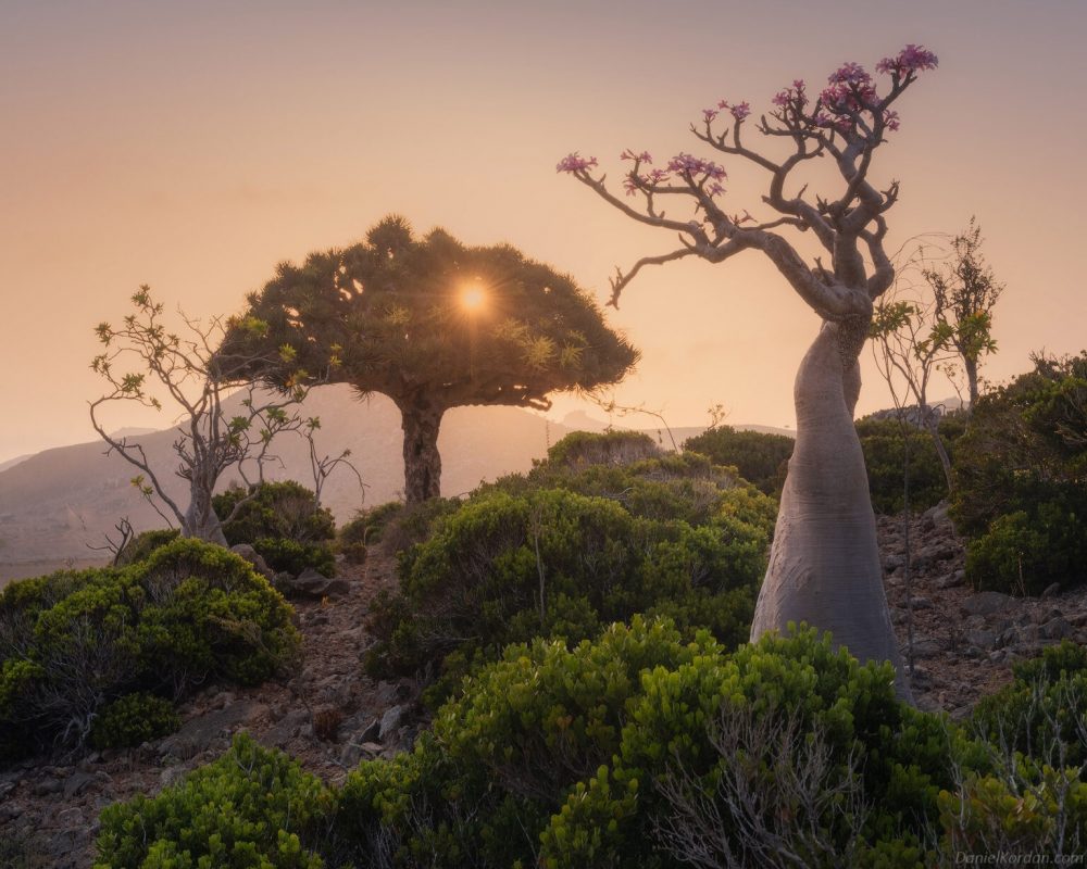 Khám phá cây máu rồng - biểu tượng của đảo Socotra, Yemen